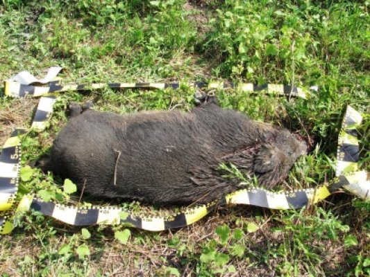 Cadavrul unui mistreţ, suspect de pestă porcină africană, găsit în județul Tulcea